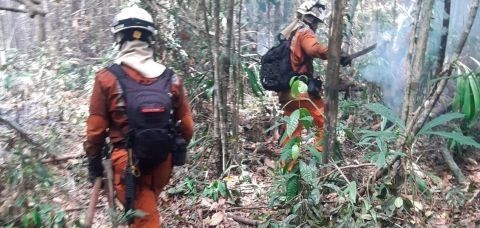 Cerca de 200 bombeiros atuam em incêndios florestais no interior da Bahia