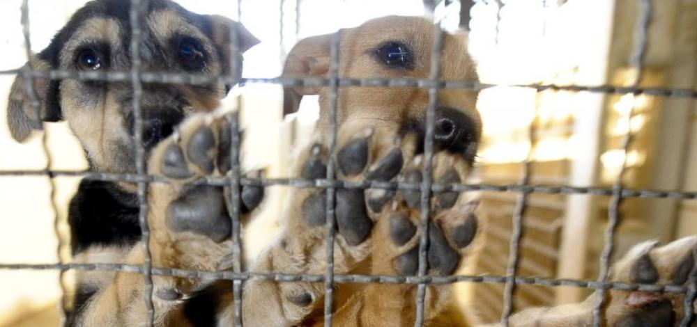 Coreia do Sul aprova lei que proíbe o consumo de carne de cachorro a partir de 2027