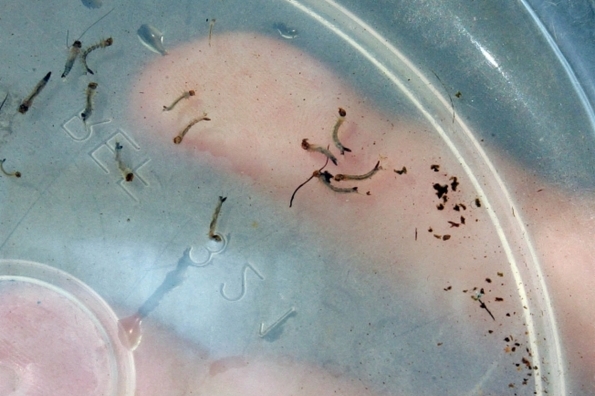 Bahia tem aumento de quase 100% nos casos prováveis de dengue em comparação a 2023