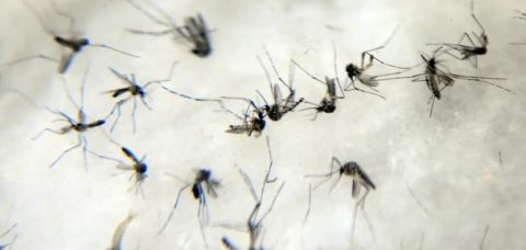 Sesab confirma quinta morte por dengue na Bahia