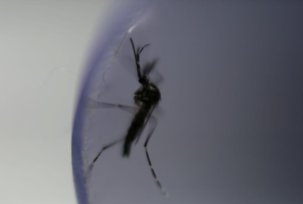 Brasil supera 1 mil mortes por dengue este ano