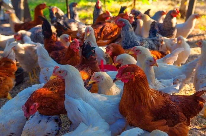 Bahia reforça ações sanitárias para proteger avicultura da gripe aviária