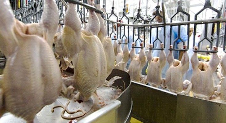 Abate de frangos e suínos na Bahia em queda no 1º trimestre de 2023