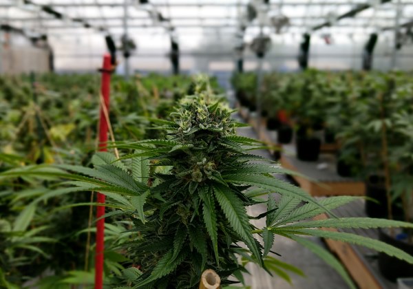 Anvisa proíbe importação de cannabis, mesmo se for para uso medicinal