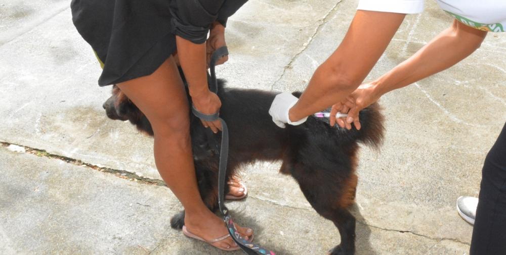 Em duas semanas de campanha, CCZ vacinou mais de 13 mil animais contra a raiva